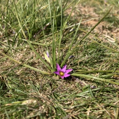 Romulea rosea var. australis (Onion Grass) at Majura, ACT - 16 Sep 2020 by DonLimn