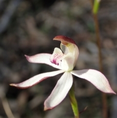 Caladenia moschata (Musky Caps) at Downer, ACT - 4 Oct 2020 by CathB