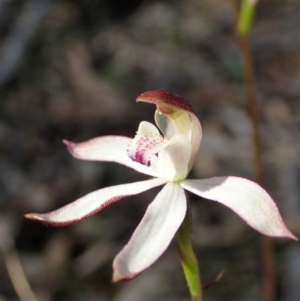 Caladenia moschata at Downer, ACT - suppressed