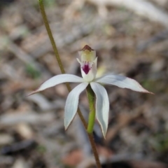 Caladenia moschata at Downer, ACT - 4 Oct 2020