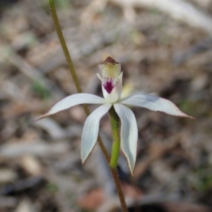 Caladenia moschata at Downer, ACT - suppressed