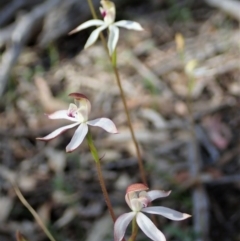 Caladenia moschata at Downer, ACT - suppressed