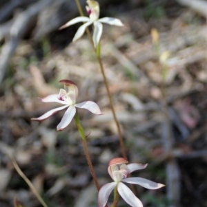 Caladenia moschata at Downer, ACT - 4 Oct 2020