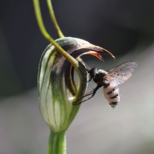 Entomophthora sp. (genus) at Hawker, ACT - 2 Oct 2020