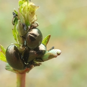 Chrysolina quadrigemina at O'Malley, ACT - 4 Oct 2020