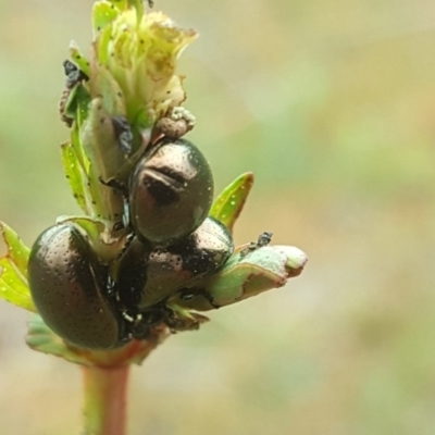 Chrysolina quadrigemina (Greater St Johns Wort beetle) at O'Malley, ACT - 4 Oct 2020 by Mike