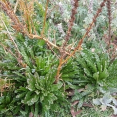 Reseda luteola (Weld) at Wambrook, NSW - 30 Sep 2020 by Mike