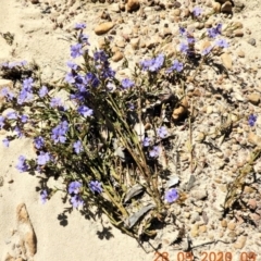 Dampiera stricta (Blue Dampiera) at Buxton, NSW - 27 Sep 2020 by Wonga