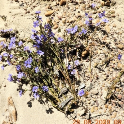 Dampiera stricta (Blue Dampiera) at Buxton, NSW - 28 Sep 2020 by Wonga