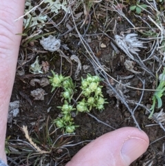 Siloxerus multiflorus (Small Wrinklewort) at Throsby, ACT - 28 Sep 2020 by EmmaCook