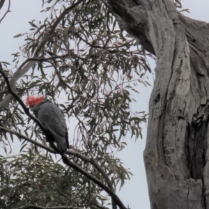 Callocephalon fimbriatum at Crace, ACT - suppressed