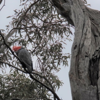 Callocephalon fimbriatum (Gang-gang Cockatoo) at Crace, ACT - 5 Oct 2020 by AndrewZelnik