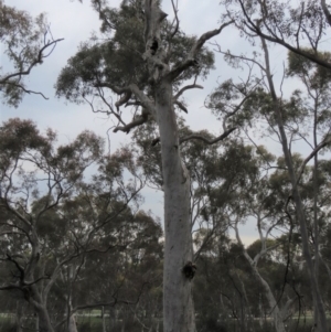 Callocephalon fimbriatum at Crace, ACT - suppressed