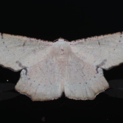 Cernia amyclaria (A Geometer moth (Oenochrominae)) at Lilli Pilli, NSW - 5 Oct 2020 by jb2602