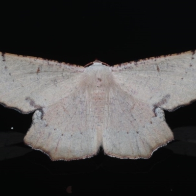 Cernia amyclaria (A Geometer moth (Oenochrominae)) at Lilli Pilli, NSW - 5 Oct 2020 by jb2602