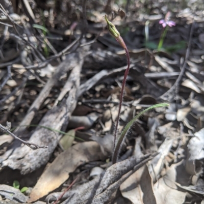 Caladenia actensis (Canberra Spider Orchid) at Kowen, ACT - 16 Sep 2020 by EmmaCook