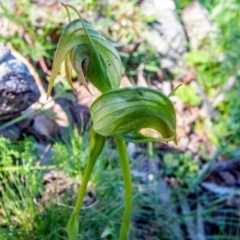 Pterostylis nutans (Nodding Greenhood) at Big Hill, NSW - 4 Oct 2020 by Philip