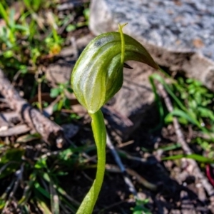 Pterostylis nutans at Big Hill, NSW - 4 Oct 2020