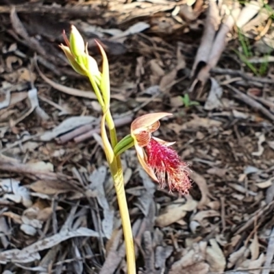 Calochilus platychilus (Purple Beard Orchid) at Big Hill, NSW - 5 Oct 2020 by Philip