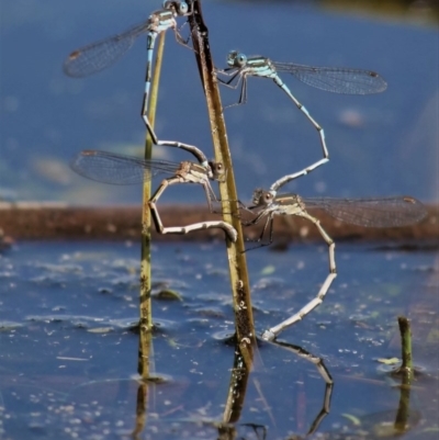 Austrolestes leda (Wandering Ringtail) at Fyshwick, ACT - 21 Sep 2020 by Helend