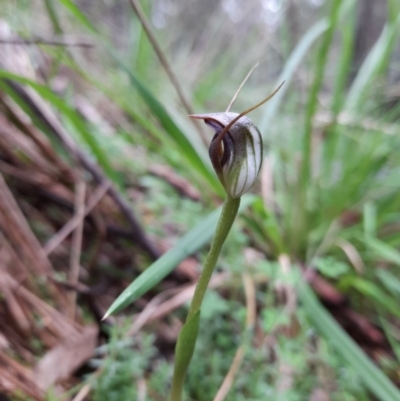 Pterostylis pedunculata (Maroonhood) at Paddys River, ACT - 18 Sep 2020 by rangerstacey