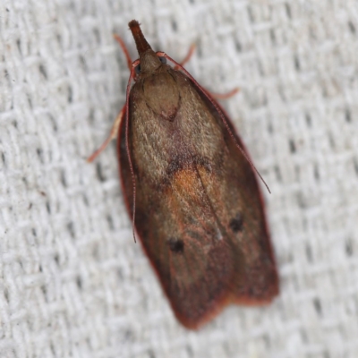 Enchocrates glaucopis (Moth) at O'Connor, ACT - 4 Oct 2020 by ibaird