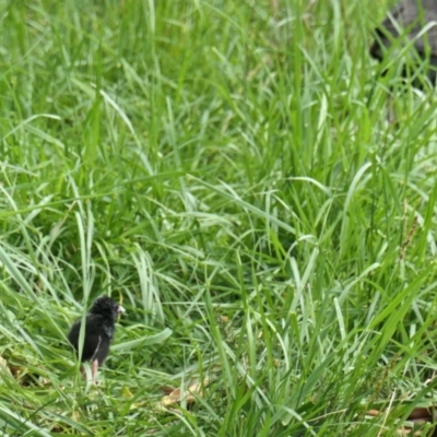 Porphyrio melanotus (Australasian Swamphen) at Amaroo, ACT - 6 Oct 2020 by TrishGungahlin