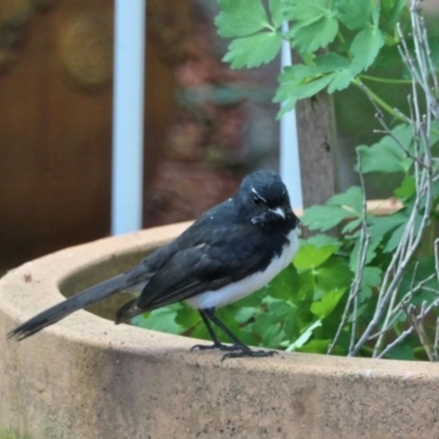 Rhipidura leucophrys (Willie Wagtail) at Gungahlin, ACT - 4 Oct 2020 by TrishGungahlin