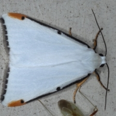 Termessa nivosa (Snowy Footman) at Lilli Pilli, NSW - 4 Oct 2020 by jb2602