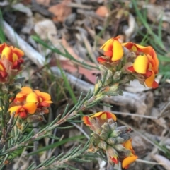 Dillwynia sericea (Egg And Bacon Peas) at Yarralumla, ACT - 4 Oct 2020 by JaneR