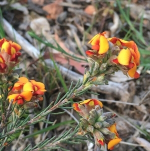 Dillwynia sericea at Yarralumla, ACT - 4 Oct 2020