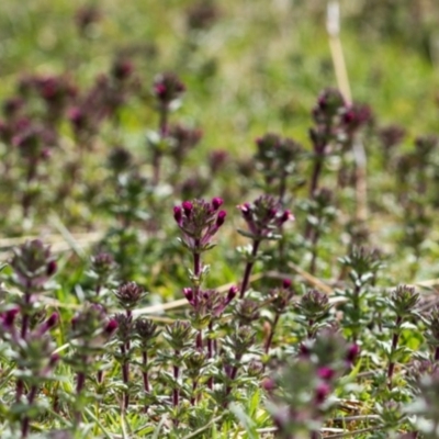 Parentucellia latifolia (Red Bartsia) at Paddys River, ACT - 23 Sep 2020 by Thommo17