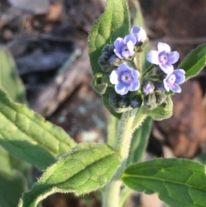 Cynoglossum australe at Majura, ACT - 3 Oct 2020