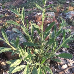 Cynoglossum australe at Majura, ACT - 3 Oct 2020