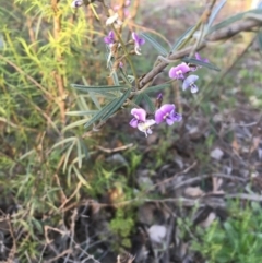 Glycine clandestina at Majura, ACT - 3 Oct 2020