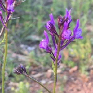 Linaria pelisseriana at Hackett, ACT - 3 Oct 2020