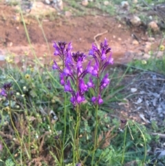 Linaria pelisseriana at Hackett, ACT - 3 Oct 2020