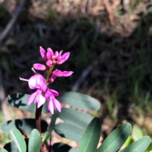 Indigofera australis subsp. australis at Bruce, ACT - 3 Oct 2020