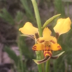 Diuris pardina (Leopard Doubletail) at Majura, ACT - 5 Oct 2020 by JaneR