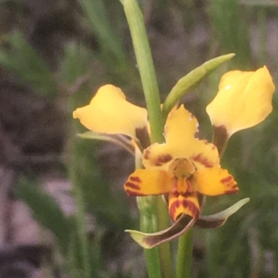 Diuris pardina (Leopard Doubletail) at Majura, ACT - 5 Oct 2020 by JaneR