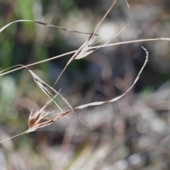 Themeda triandra (Kangaroo Grass) at O'Connor, ACT - 2 Oct 2020 by ConBoekel