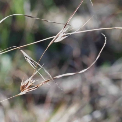 Themeda triandra (Kangaroo Grass) at O'Connor, ACT - 3 Oct 2020 by ConBoekel