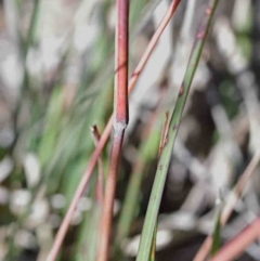 Themeda triandra at O'Connor, ACT - 3 Oct 2020