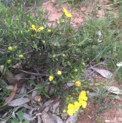 Hibbertia obtusifolia (Grey Guinea-flower) at Majura, ACT - 5 Oct 2020 by JaneR