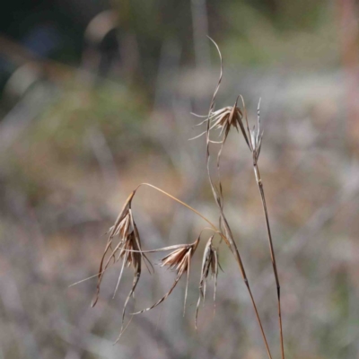 Themeda triandra (Kangaroo Grass) at O'Connor, ACT - 2 Oct 2020 by ConBoekel