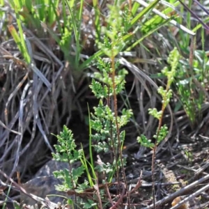 Cheilanthes sieberi at O'Connor, ACT - 3 Oct 2020