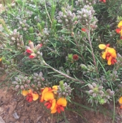 Dillwynia sericea (Egg And Bacon Peas) at Majura, ACT - 5 Oct 2020 by JaneR