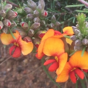 Dillwynia sericea at Majura, ACT - 5 Oct 2020 06:46 PM