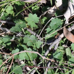 Hydrocotyle laxiflora (Stinking Pennywort) at O'Connor, ACT - 3 Oct 2020 by ConBoekel