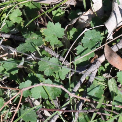 Hydrocotyle laxiflora (Stinking Pennywort) at O'Connor, ACT - 3 Oct 2020 by ConBoekel